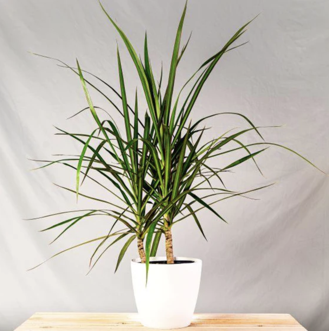 Dragon Tree, Dracaena Seed Urban Farmer